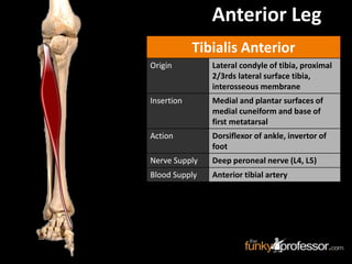 Tibialis Anterior
Origin Lateral condyle of tibia, proximal
2/3rds lateral surface tibia,
interosseous membrane
Insertion Medial and plantar surfaces of
medial cuneiform and base of
first metatarsal
Action Dorsiflexor of ankle, invertor of
foot
Nerve Supply Deep peroneal nerve (L4, L5)
Blood Supply Anterior tibial artery
Anterior Leg
 