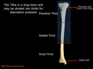 Proximal end
(Head of the Fibula)
Distal end
Proximal Third
Middle Third
Distal Third
right Tibia, anterior view
The Tibia is a long bone and
may be divided into thirds for
descriptive purposes
 