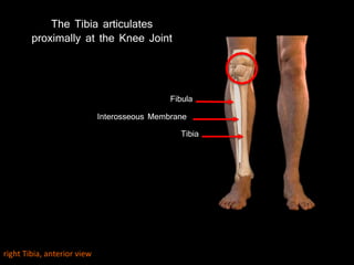 The Tibia articulates
proximally at the Knee Joint
Tibia
Fibula
Interosseous Membrane
right Tibia, anterior view
 