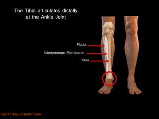 Tibia
Fibula
Interosseous Membrane
The Tibia articulates distally
at the Ankle Joint
right Tibia, anterior view
 