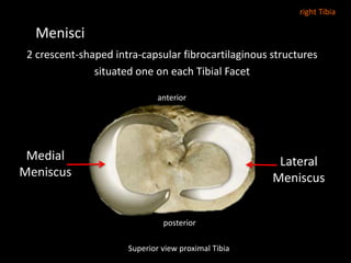 Menisci
2 crescent-shaped intra-capsular fibrocartilaginous structures
situated one on each Tibial Facet
Superior view proximal Tibia
Medial
Meniscus
Lateral
Meniscus
anterior
posterior
right Tibia
 
