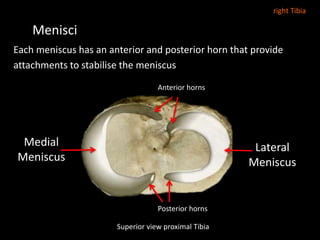 Menisci
Each meniscus has an anterior and posterior horn that provide
attachments to stabilise the meniscus
Superior view proximal Tibia
Medial
Meniscus
Lateral
Meniscus
Anterior horns
Posterior horns
right Tibia
 