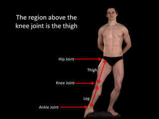 The region above the
knee joint is the thigh
Hip Joint
Knee Joint
Thigh
Leg
Ankle Joint
 