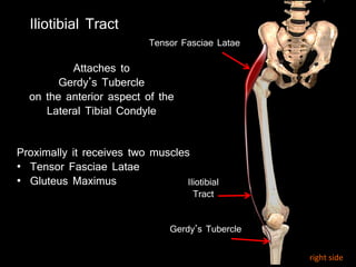 Attaches to
Gerdy’s Tubercle
on the anterior aspect of the
Lateral Tibial Condyle
Iliotibial
Tract
Tensor Fasciae Latae
Gerdy’s Tubercle
Proximally it receives two muscles
• Tensor Fasciae Latae
• Gluteus Maximus
Iliotibial Tract
right side
 