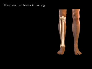 There are two bones in the leg
 