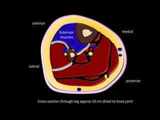 Cross section through leg approx 10 cm distal to knee joint
anterior
posterior
medial
lateral
Extensor
muscles
 
