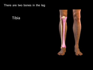 There are two bones in the leg
Tibia
 