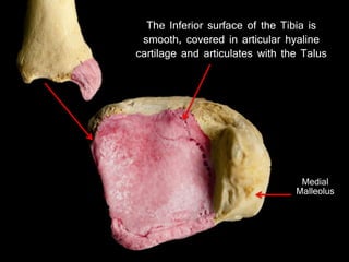 Lateral surface
The Inferior surface of the Tibia is
smooth, covered in articular hyaline
cartilage and articulates with the Talus
Medial
Malleolus
 