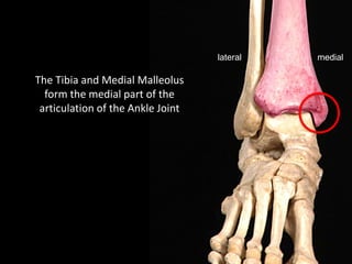 mediallateral
The Tibia and Medial Malleolus
form the medial part of the
articulation of the Ankle Joint
 