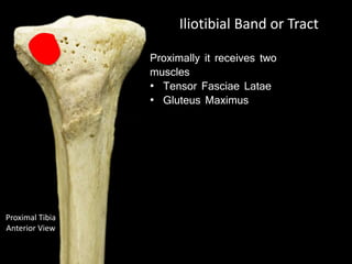 Proximal Tibia
Anterior View
Iliotibial Band or Tract
Proximally it receives two
muscles
• Tensor Fasciae Latae
• Gluteus Maximus
 