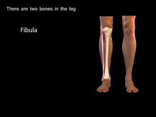 There are two bones in the leg
Fibula
 