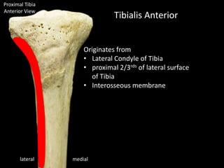 Proximal Tibia
Anterior View
Tibialis Anterior
lateral medial
Originates from
• Lateral Condyle of Tibia
• proximal 2/3rds of lateral surface
of Tibia
• Interosseous membrane
 