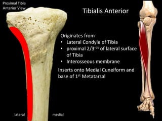 Proximal Tibia
Anterior View
Tibialis Anterior
lateral medial
Inserts onto Medial Cuneiform and
base of 1st Metatarsal
Originates from
• Lateral Condyle of Tibia
• proximal 2/3rds of lateral surface
of Tibia
• Interosseous membrane
 