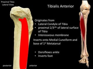 Proximal Tibia
Lateral View
anteriorposterior
Tibialis Anterior
Inserts onto Medial Cuneiform and
base of 1st Metatarsal
• Dorsiflexes ankle
• Inverts foot
Originates from
• Lateral Condyle of Tibia
• proximal 2/3rds of lateral surface
of Tibia
• Interosseous membrane
 