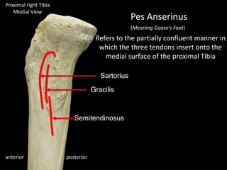 Proximal right Tibia
Medial View
posterioranterior
Pes Anserinus
Sartorius
Gracilis
Semitendinosus
(Meaning Goose’s Foot)
Refers to the partially confluent manner in
which the three tendons insert onto the
medial surface of the proximal Tibia
 