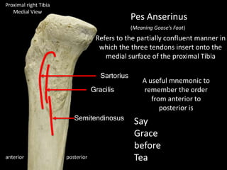 posterioranterior
Pes Anserinus
Sartorius
Gracilis
Semitendinosus
A useful mnemonic to
remember the order
from anterior to
posterior is
Say
Grace
before
Tea
(Meaning Goose’s Foot)
Refers to the partially confluent manner in
which the three tendons insert onto the
medial surface of the proximal Tibia
Proximal right Tibia
Medial View
 