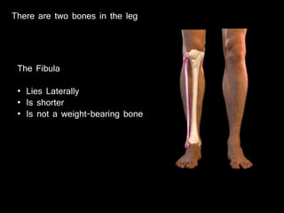 There are two bones in the leg
The Fibula
• Lies Laterally
• Is shorter
• Is not a weight-bearing bone
 