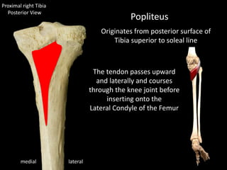 lateralmedial
Popliteus
Originates from posterior surface of
Tibia superior to soleal line
The tendon passes upward
and laterally and courses
through the knee joint before
inserting onto the
Lateral Condyle of the Femur
Proximal right Tibia
Posterior View
 