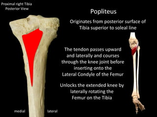 lateralmedial
Popliteus
The tendon passes upward
and laterally and courses
through the knee joint before
inserting onto the
Lateral Condyle of the Femur
Unlocks the extended knee by
laterally rotating the
Femur on the Tibia
Originates from posterior surface of
Tibia superior to soleal line
Proximal right Tibia
Posterior View
 
