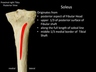 lateralmedial
Soleus
Originates from
• posterior aspect of Fibular Head
• upper 1/3 of posterior surface of
Fibular shaft
• along the full length of soleal line
• middle 1/3 medial border of Tibial
Shaft
Proximal right Tibia
Posterior View
 