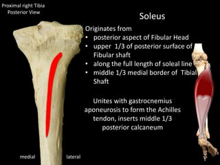 lateralmedial
Soleus
Unites with gastrocnemius
aponeurosis to form the Achilles
tendon, inserts middle 1/3
posterior calcaneum
Originates from
• posterior aspect of Fibular Head
• upper 1/3 of posterior surface of
Fibular shaft
• along the full length of soleal line
• middle 1/3 medial border of Tibial
Shaft
Proximal right Tibia
Posterior View
 