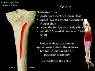 lateralmedial
Soleus
Plantarflexes the ankle
Originates from
• posterior aspect of Fibular Head
• upper 1/3 of posterior surface of
Fibular shaft
• along the full length of soleal line
• middle 1/3 medial border of Tibial
Shaft
Proximal right Tibia
Posterior View
Unites with gastrocnemius
aponeurosis to form the Achilles
tendon, inserts middle 1/3
posterior calcaneum
 