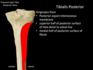 lateralmedial
Tibialis Posterior
Proximal right Tibia
Posterior View
Originates from
• Posterior aspect interosseous
membrane
• superior half of posterior surface
of tibia distal to soleal line
• medial half of posterior surface of
fibula
 