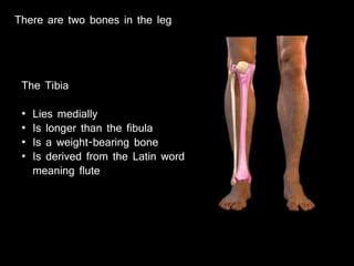 There are two bones in the leg
The Tibia
• Lies medially
• Is longer than the fibula
• Is a weight-bearing bone
• Is derived from the Latin word
meaning flute
 