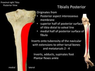 lateralmedial
Tibialis Posterior
Originates from
• Posterior aspect interosseous
membrane
• superior half of posterior surface
of tibia distal to soleal line
• medial half of posterior surface of
fibula
Inserts onto tuberosity of the navicular
with extensions to other tarsal bones
and metatarsals 2 - 4
Inverts, adducts, supinates foot
Plantar flexes ankle
Proximal right Tibia
Posterior View
 