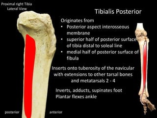 anteriorposterior
Tibialis Posterior
Inverts, adducts, supinates foot
Plantar flexes ankle
Proximal right Tibia
Lateral View
Originates from
• Posterior aspect interosseous
membrane
• superior half of posterior surface
of tibia distal to soleal line
• medial half of posterior surface of
fibula
Inserts onto tuberosity of the navicular
with extensions to other tarsal bones
and metatarsals 2 - 4
 
