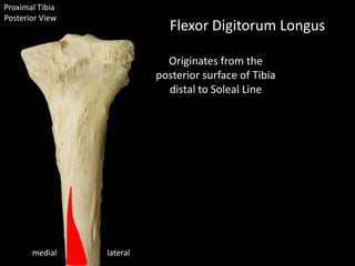 Proximal Tibia
Posterior View
lateralmedial
Flexor Digitorum Longus
Originates from the
posterior surface of Tibia
distal to Soleal Line
 