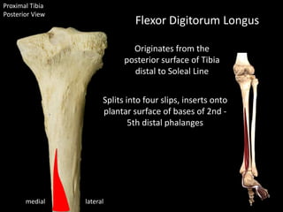 Proximal Tibia
Posterior View
lateralmedial
Flexor Digitorum Longus
Originates from the
posterior surface of Tibia
distal to Soleal Line
Splits into four slips, inserts onto
plantar surface of bases of 2nd -
5th distal phalanges
 