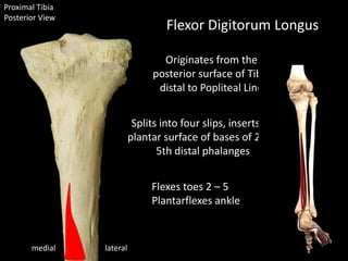 Proximal Tibia
Posterior View
lateralmedial
Flexor Digitorum Longus
Originates from the
posterior surface of Tibia
distal to Popliteal Line
Splits into four slips, inserts on
plantar surface of bases of 2nd -
5th distal phalanges
Flexes toes 2 – 5
Plantarflexes ankle
 