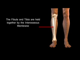 The Fibula and Tibia are held
together by the Interosseous
Membrane
 