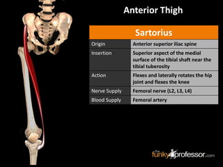 Sartorius
Origin Anterior superior iliac spine
Insertion Superior aspect of the medial
surface of the tibial shaft near the
tibial tuberosity
Action Flexes and laterally rotates the hip
joint and flexes the knee
Nerve Supply Femoral nerve (L2, L3, L4)
Blood Supply Femoral artery
Anterior Thigh
 