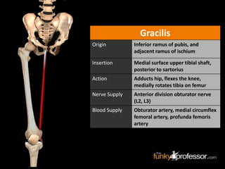 Gracilis
Origin Inferior ramus of pubis, and
adjacent ramus of ischium
Insertion Medial surface upper tibial shaft,
posterior to sartorius
Action Adducts hip, flexes the knee,
medially rotates tibia on femur
Nerve Supply Anterior division obturator nerve
(L2, L3)
Blood Supply Obturator artery, medial circumflex
femoral artery, profunda femoris
artery
 