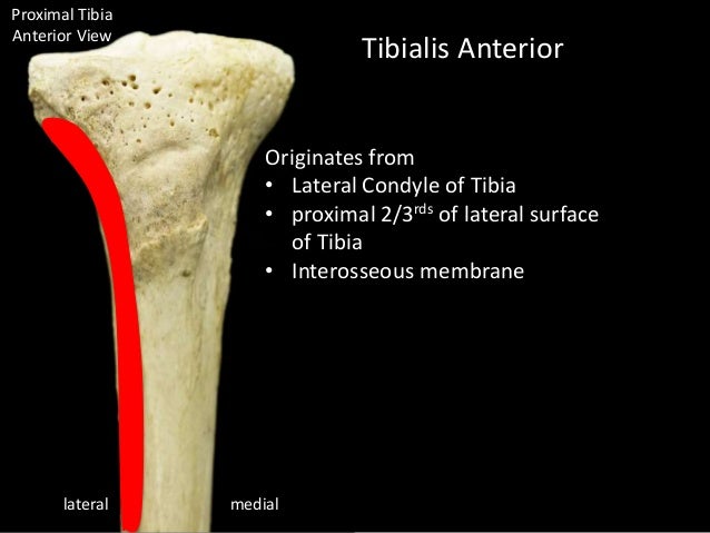 anterior crest of tibia
