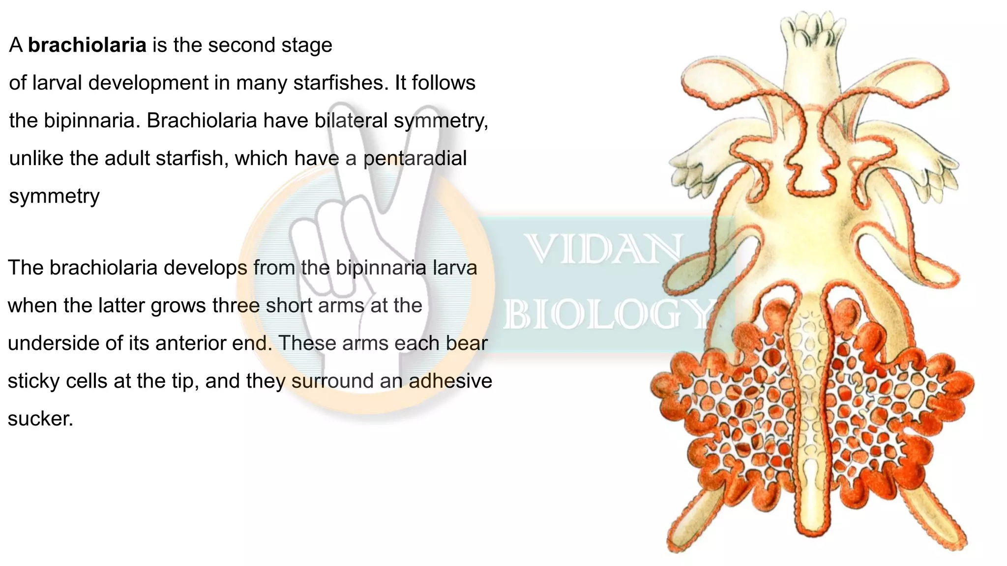 Larval Stage In Different Animal PDF larval-stage-in-different-animal-pdf