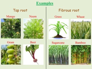 Ls. 7 Getting to Know Plants - Part II.pdf
