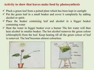 Activity to show that leaves make food by photosynthesis
 Pluck a green leaf from a potted plant which has been kept in s...