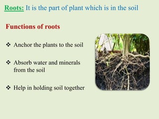 Roots: It is the part of plant which is in the soil
Functions of roots
 Anchor the plants to the soil
 Absorb water and ...