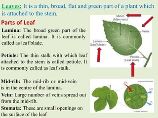 Leaves: It is a thin, broad, flat and green part of a plant which
is attached to the stem.
Parts of Leaf
Lamina: The broad...