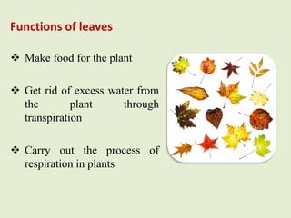 Functions of leaves
 Make food for the plant
 Get rid of excess water from
the plant through
transpiration
 Carry out t...