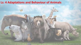 Ls: 4 Adaptations and Behaviour of Animals
 