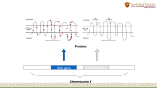 LS-IBB 301 – L4 Rh blood group system.pptx
