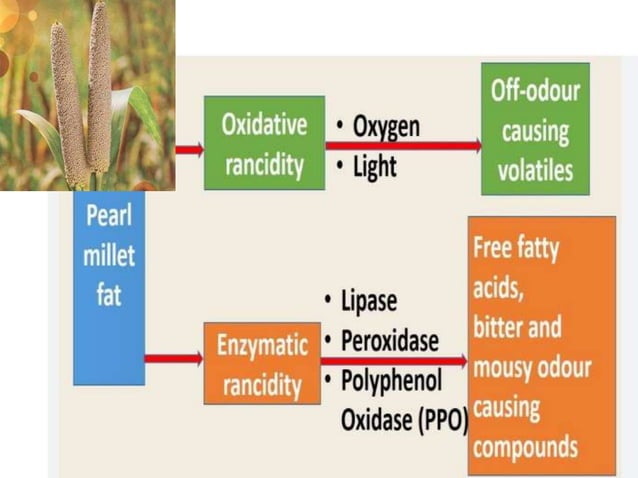 Rancidity – Types, Mechanism, Prevention | PPTX