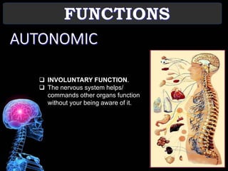 LS 2 1 The Nervous System | PPTX