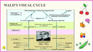 WALD’S VISUAL CYCLE
 