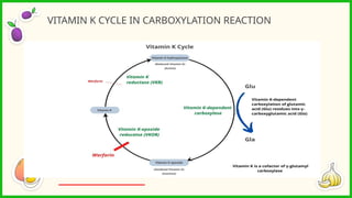VITAMIN K CYCLE IN CARBOXYLATION REACTION
 