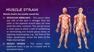 Strained Muscles Antomy Example LS 2 2 The Musculatory System | PPTX